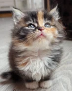 ��������� �����. ����