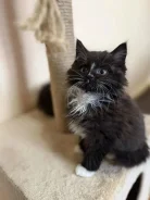 �����. ����