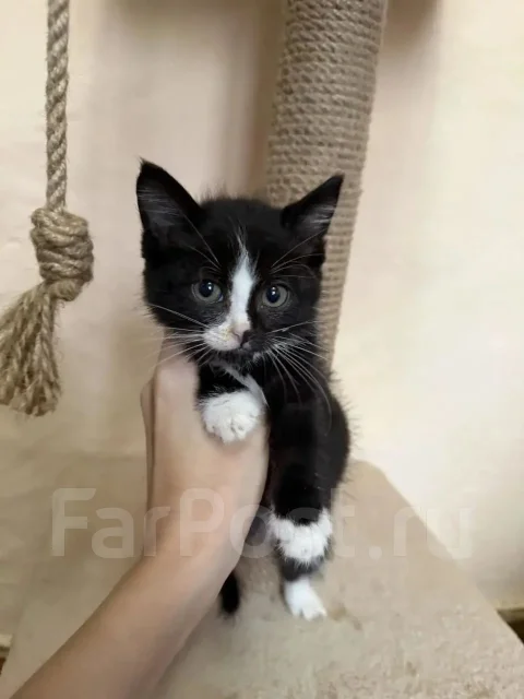 �����. ����