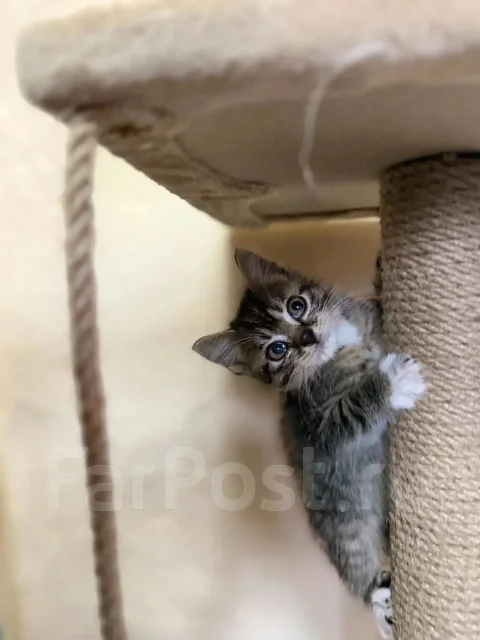 �����. ����
