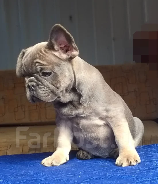 ����������� �������. ��� ����� �� ������������ ����