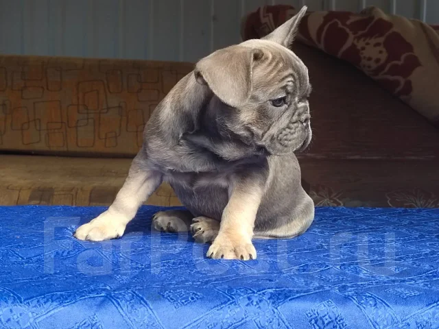 ����������� �������. ��� ����� �� ������������ ����