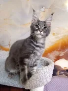 ����-���. ����