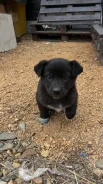 �����, ������� ����