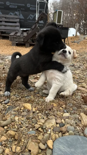 �����, ������� ����