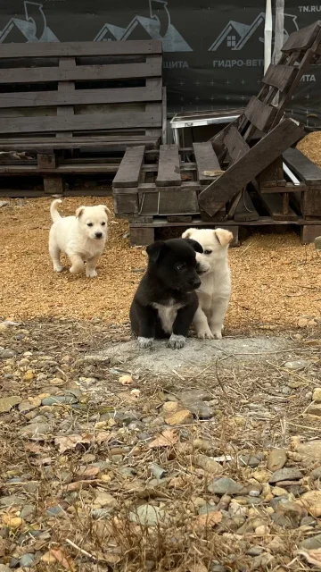 �����, ������� ����