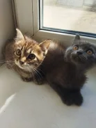�����. ����