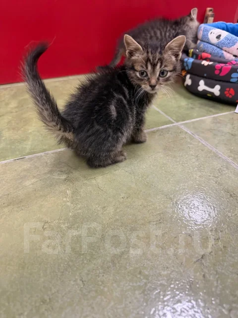�����. ����