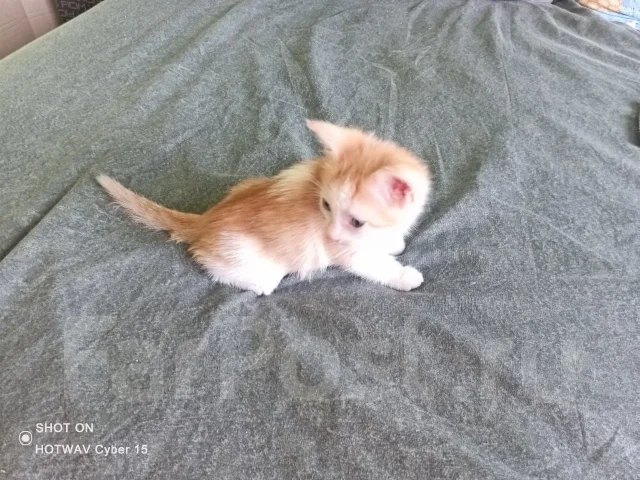 �����. ����