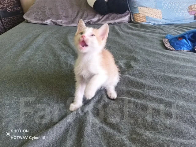 �����. ����