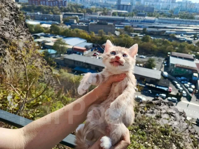 �����. ����