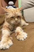 �����. ����