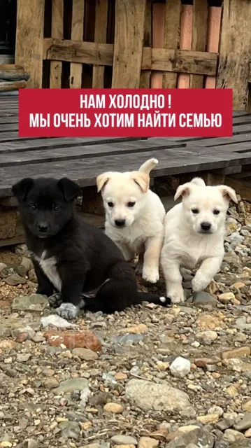 ������. ����