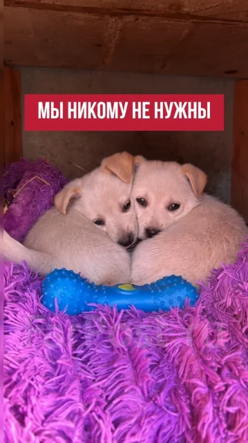 ������. ����