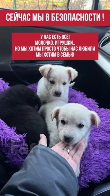 ������. ����
