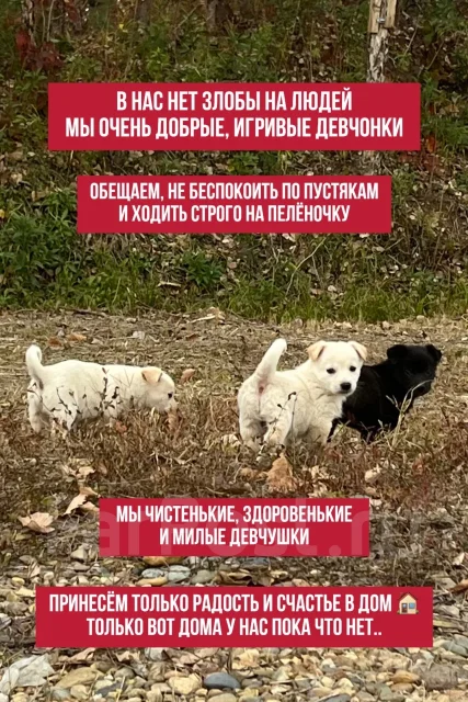 ������. ����