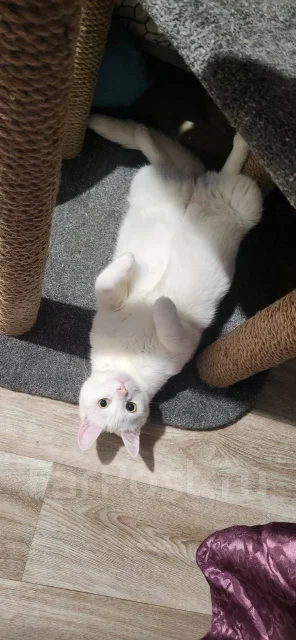 �����. ����