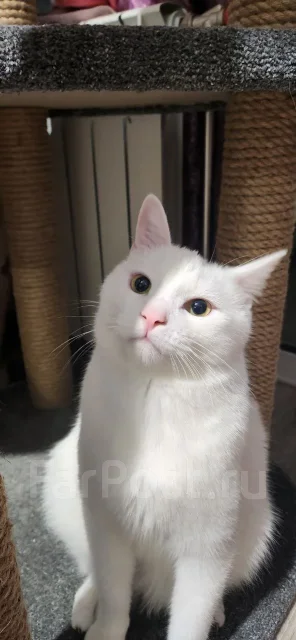�����. ����