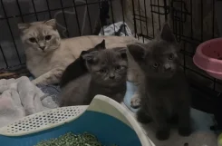 �����. ����