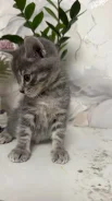 �����. ����