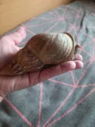 ������� ����������. ����