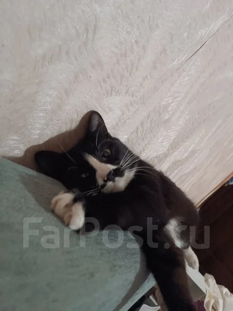 �����. ����