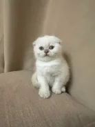 ����������� ��������� �����. ����