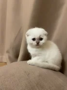 ����������� ��������� �����. ����