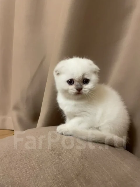 ����������� ��������� �����. ����