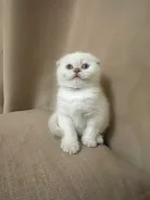 ����������� ��������� �����. ����