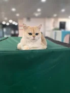 ���������� �����. ����