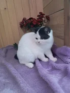 ���������� �����. ����