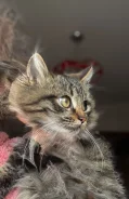�����. ����