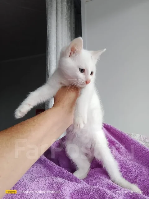 �����. ����