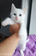 �����. ����