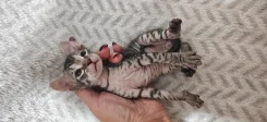 ������� ������. ����