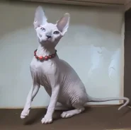 ��������� ������. ����