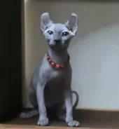 ��������� ������. ����