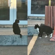 �����. ����