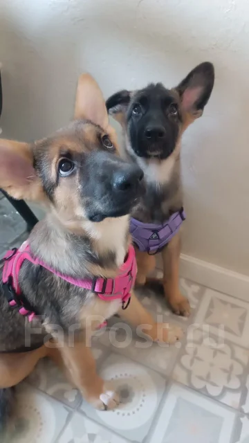 ������. ����