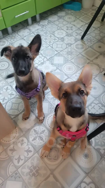 ������. ����