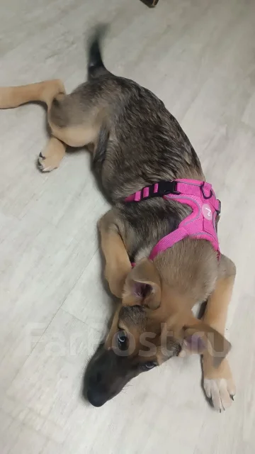 ������. ����