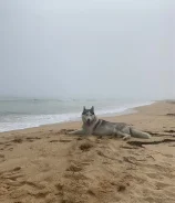 �����. ����