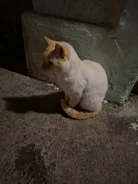 �����. ����