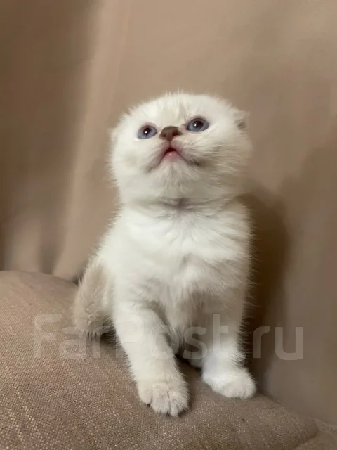 ����������� ��������� �����. ����