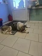 �����. ����