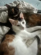 �����. ����