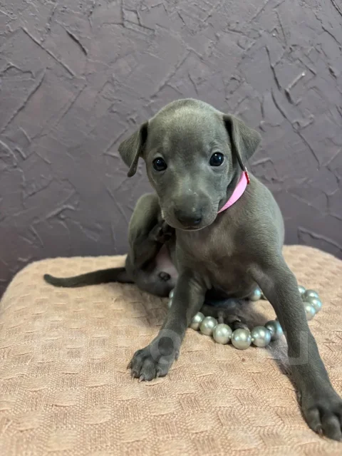 ��������. ����