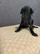��������. ����