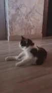 �����. ����